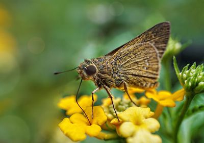 Close-up of butterfly on yellow flower