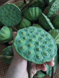 Close-up of hand holding cactus