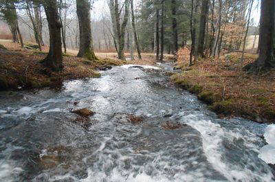 Stream amidst trees in forest