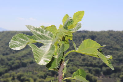 leaf
