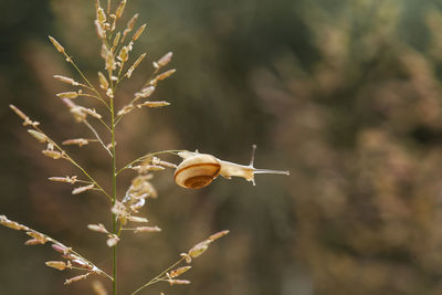 Beautiful snail in beautiful place