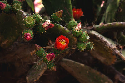 Close-up of red flowering plant