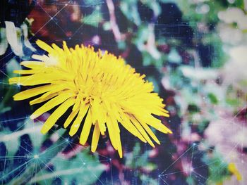 Close-up of yellow flower