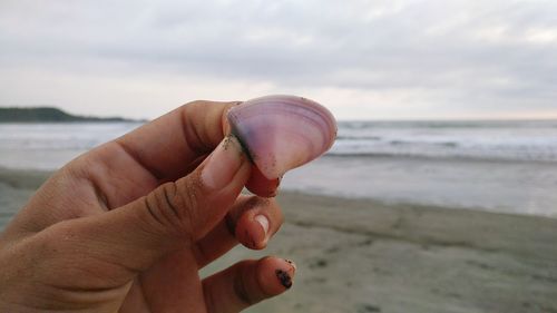 Cropped hand holding seashell at beach