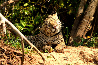 Jaguar female on rio cuiaba riverbank, porto jofre, brazil.