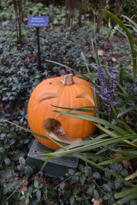 Close-up of orange on field