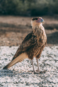 Close-up of a bird perching on a field