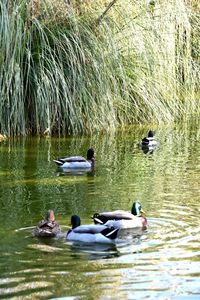 Ducks swimming in lake