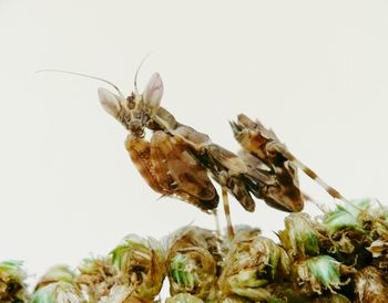 Close-up of insect on flower