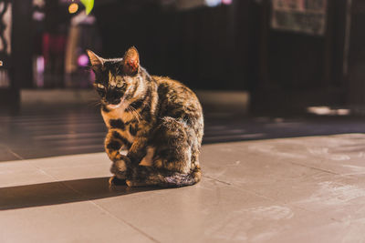 Cat sitting on floor at home