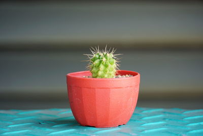 Close-up of potted plant on table