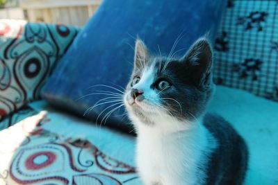 Close-up of kitten looking away