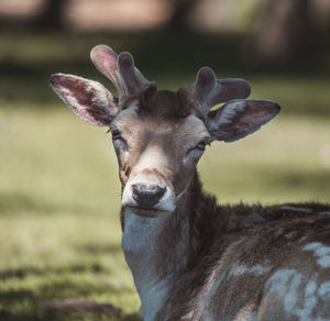 Close-up portrait of deer