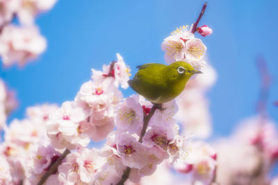 Close-up of pink cherry blossoms in spring