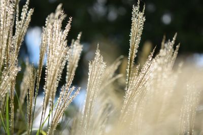 Close-up of plant against blurred background