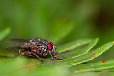 Close-up of fly on leaf