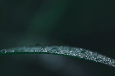 Close-up of water drops on blade of plant