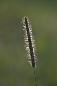 Close-up of dried plant