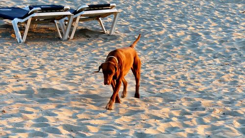 Dog standing on sand