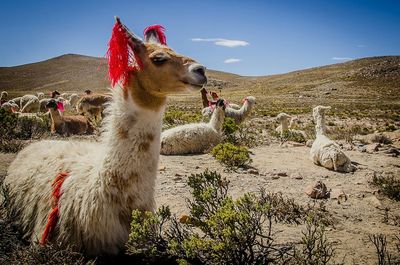 Tiger on field against sky