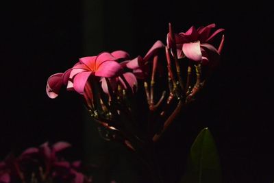Close-up of pink flower