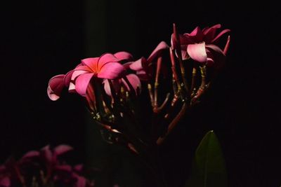 Close-up of pink flower