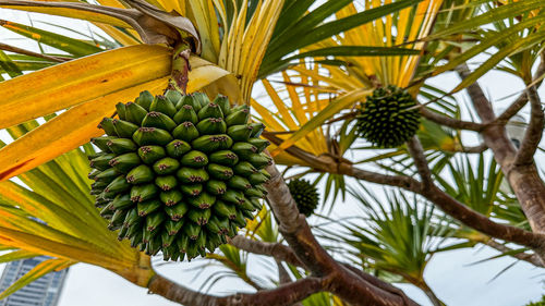 fruit