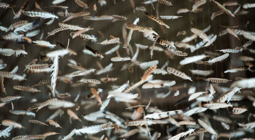 Close-up of feathers against blurred background