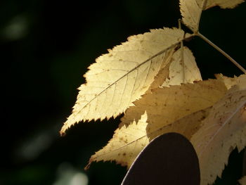 Close-up of dry maple leaves on tree