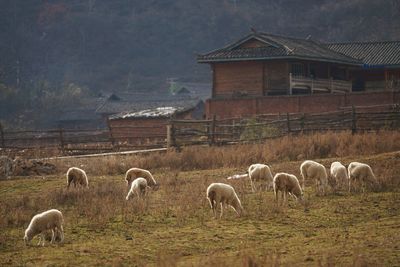 Sheep on field against sky