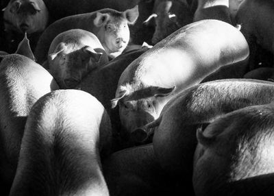 High angle view of pigs