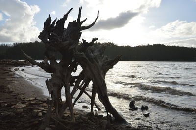 Driftwood on beach against sky