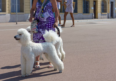 Low section of woman with dog walking on street