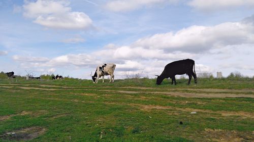 Horses grazing in a field