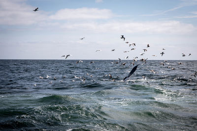 Birds flying over sea against sky