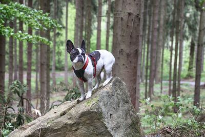 Dog by tree trunk in forest