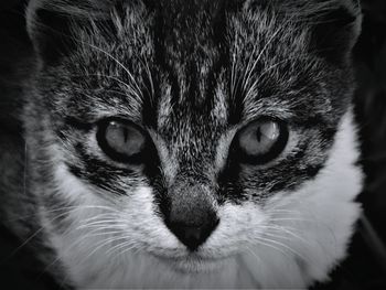 Close-up portrait of a cat