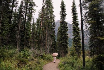 Panoramic view of pine trees in forest