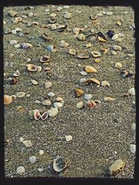 Close-up of pebbles