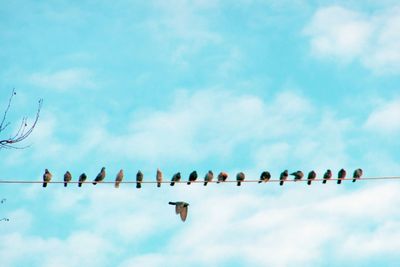 Low angle view of birds perching on cable against sky