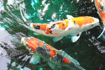 High angle view of koi carps swimming in pond