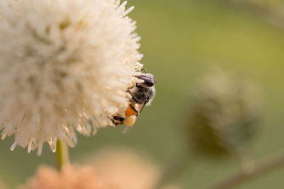 Close-up of bee pollinating on flower