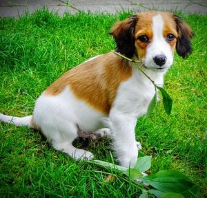 Dog standing on grassy field