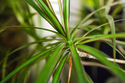 Close-up of green leaves