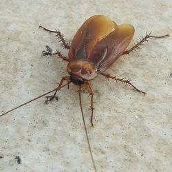 Close-up of insect on wall