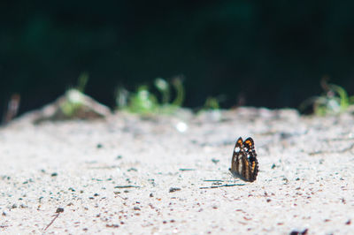 Close-up of insect on leaf