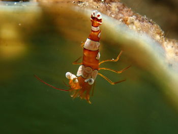 Close-up of insect on sea