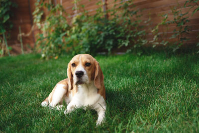 Portrait of dog on field