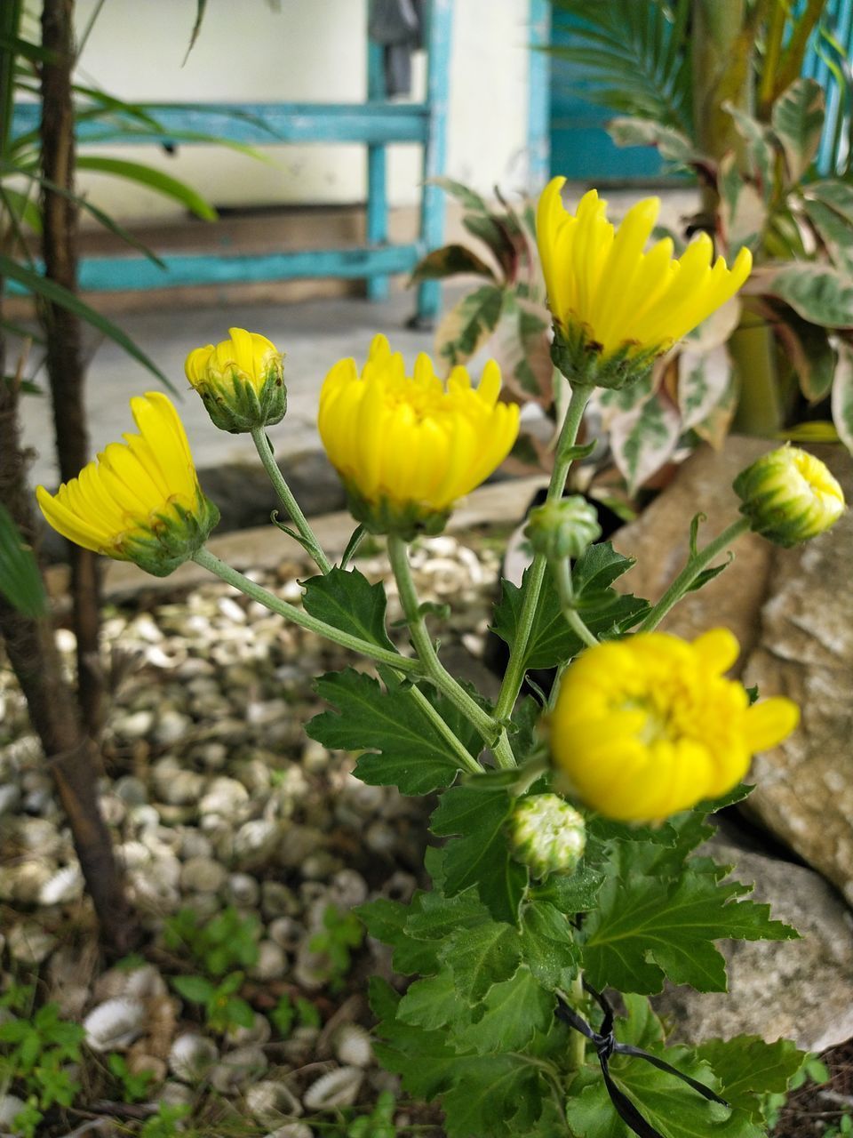 CLOSE-UP OF YELLOW FLOWER