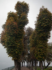 Low angle view of trees against sky